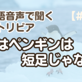 【雑学の聞き流し1】韓国語リスニング練習｜実はペンギンは短足じゃない