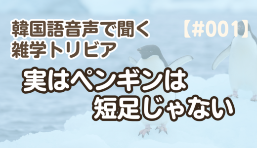 【雑学の聞き流し1】韓国語リスニング練習｜実はペンギンは短足じゃない